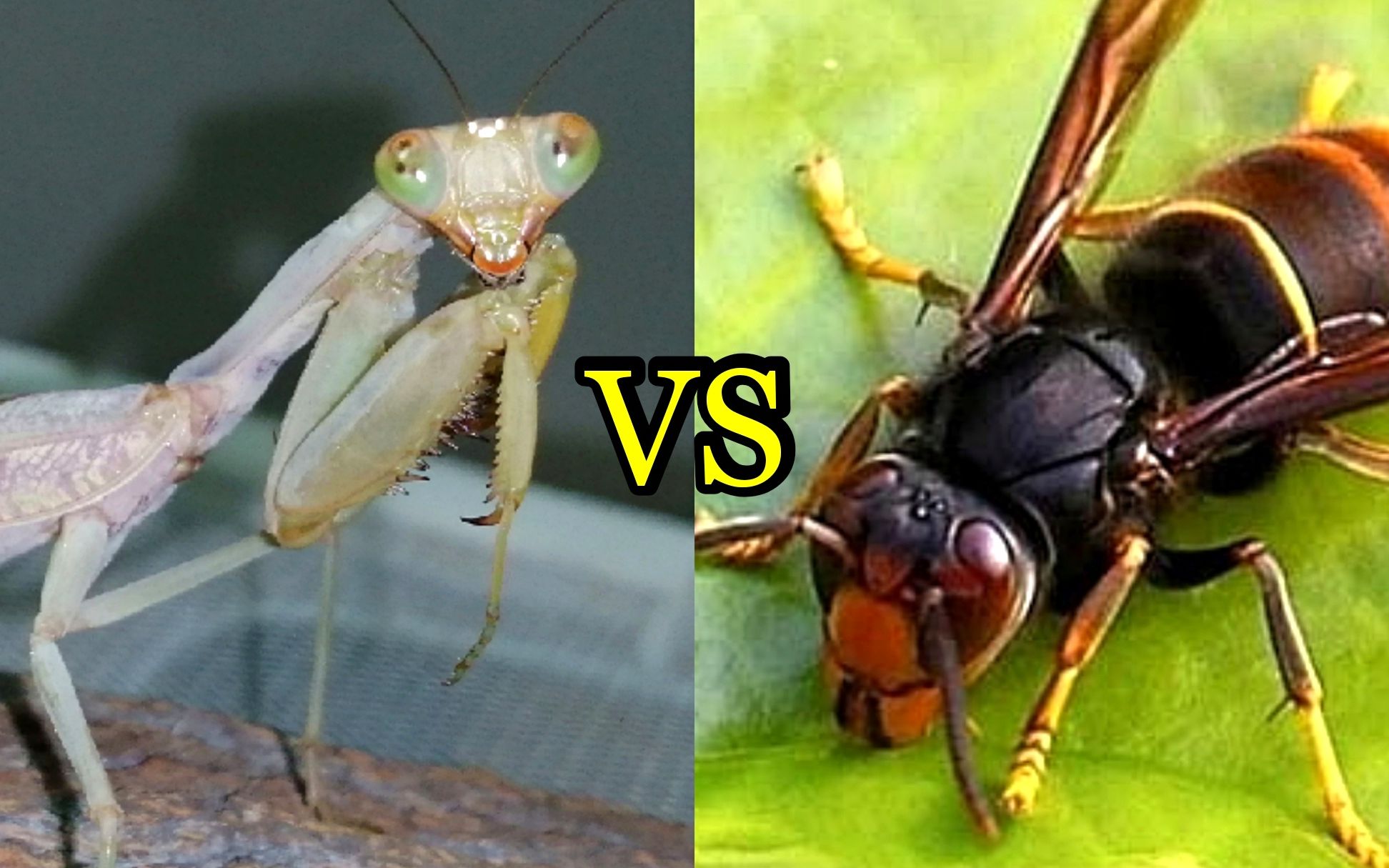 黄腰胡蜂-中国昆虫生态-图片