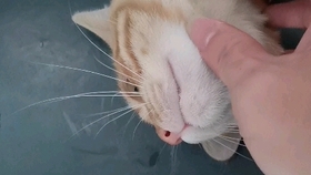 3ab4dce3e31c5ef62b8ec91f47a5b5adafc3fd25.jpg@280w_158h_1c_100q.jpg