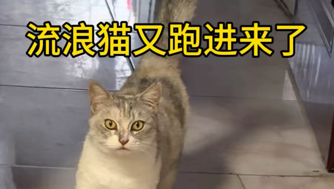 家里来了一只流浪猫，为什么每次都用这种眼神打量我？
