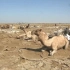 埃塞俄比亚的沙漠，为什么会出现大量的盐？它们是怎样形成的？