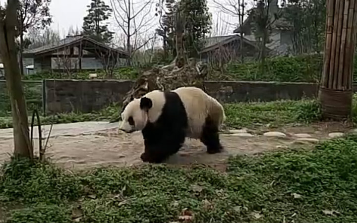 【大熊猫戴丽】命运它无法让我们跪地求饶
