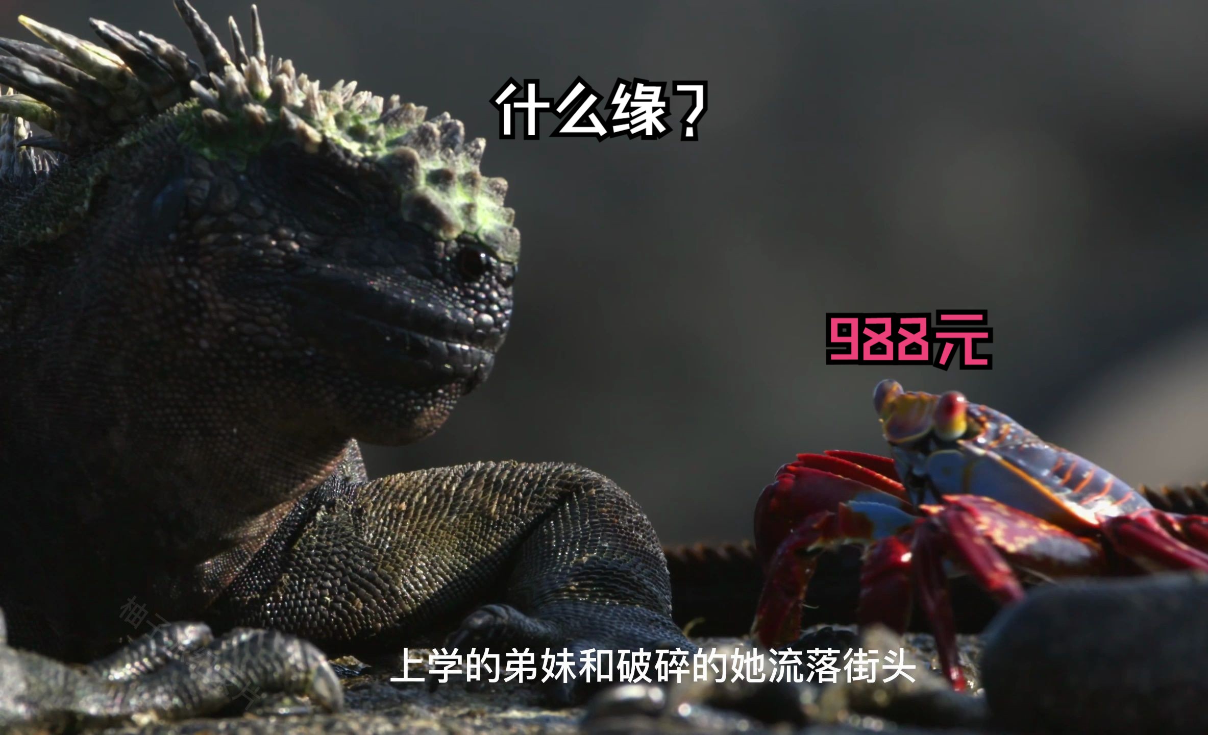 霸道蜥老板和78蟹技师