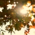 免版权空镜素材-自然风景唯美黄色枫叶树叶空镜秋天风景实拍