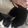 小 骚 猫