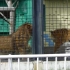 日本动物园的非洲雄狮和雄性东北虎，东北虎虎更高更大！