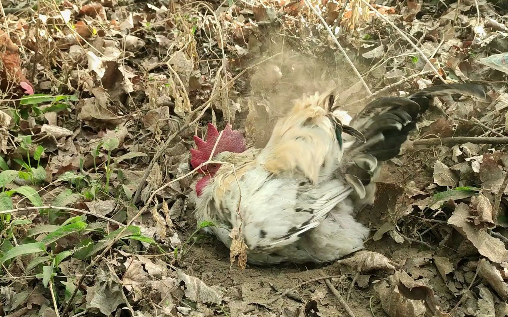 看大公鸡是如何洗澡的，360度无死角土浴模式开启，健康又快乐