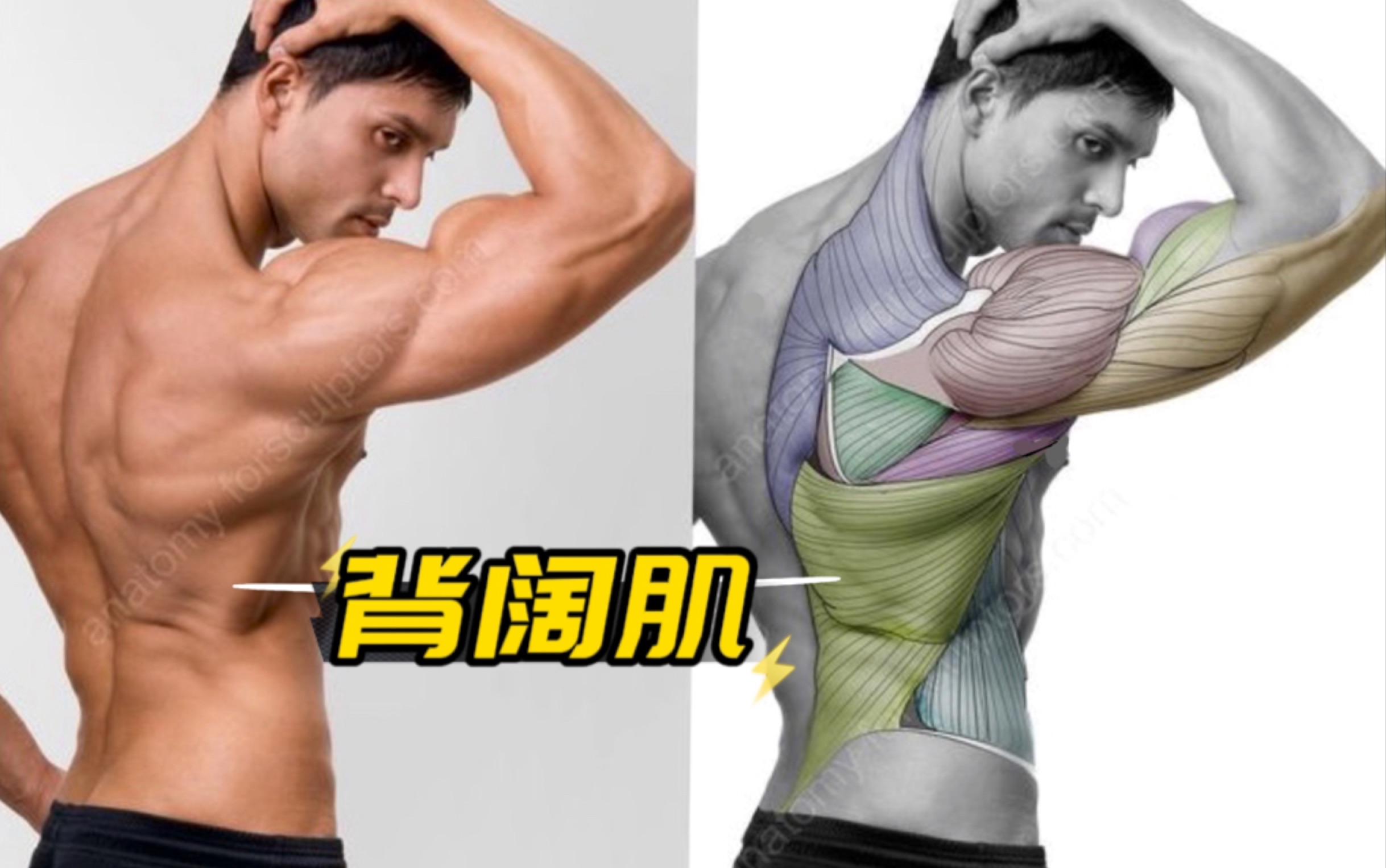 艺术生错过会哭！艺用人体结构讲解——背阔肌!