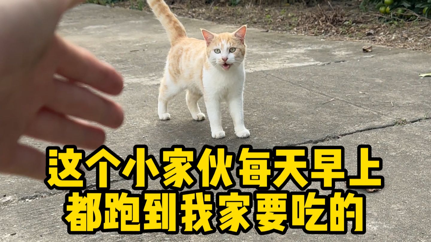 家人们，我居然被一只小猫赖上了...