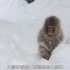 狂野日本 雪猴 Wild Japan Snow Monkeys 中文字幕