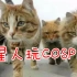 【猫神】COSPLAY的新玩法 喵星人大战狐星人