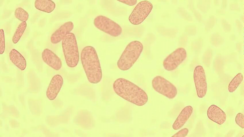 【演示】噬菌体侵染大肠杆菌