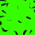 绿幕视频素材羽毛