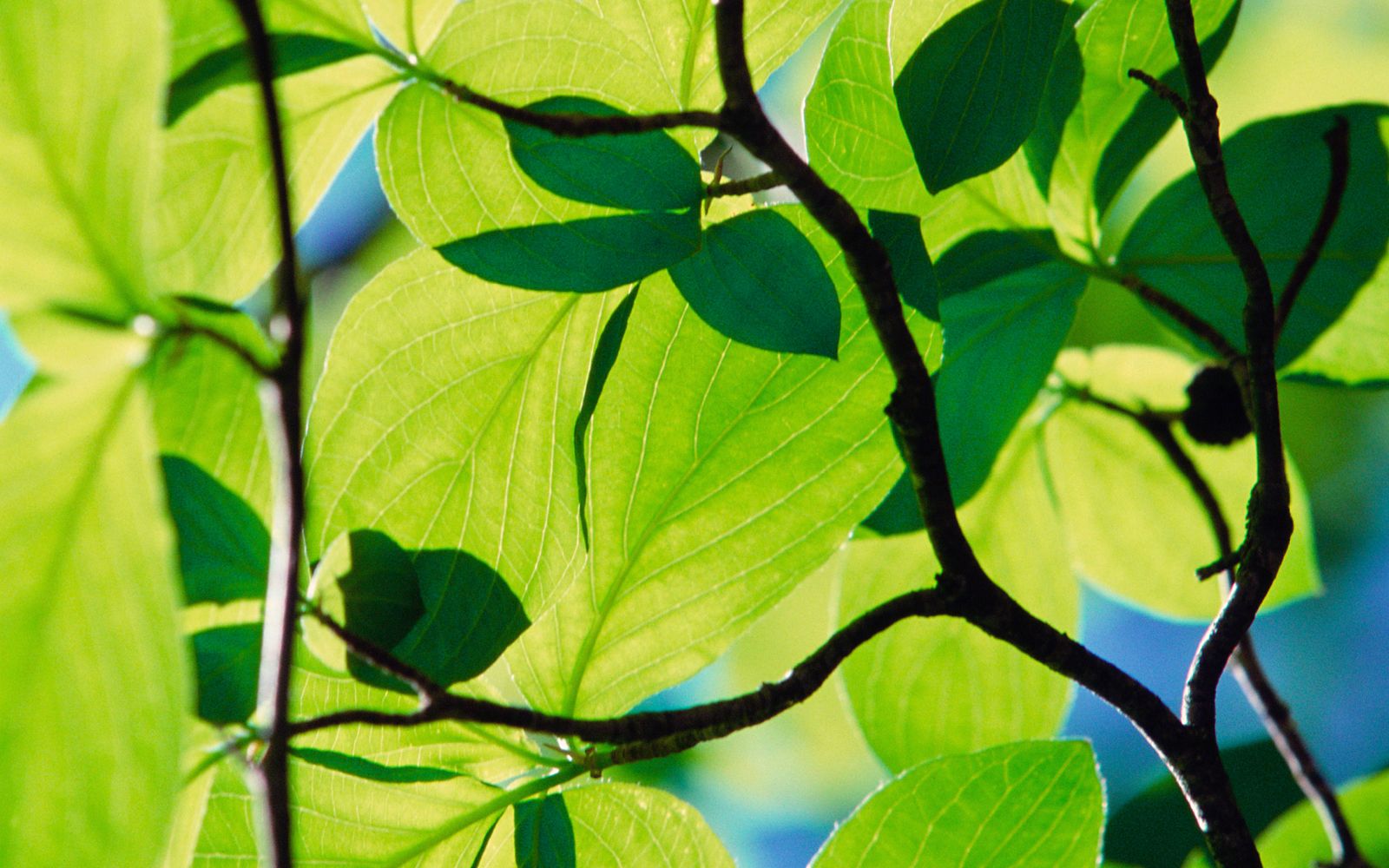 Windows Longhorn Build 4074实体机安装与体验_哔哩哔哩 (゜-゜)つロ 干杯~-bilibili