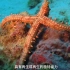 深海探秘：领略神秘海星生物的非凡魅力