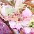 【Vlog】稻荷寿司&草莓三明治现已加入春游豪华食盒