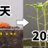2分钟看完小番茄的20天生长过程!延时摄影记录种子到发芽全过程！