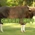 野生动物 亚洲地区的三种野牛介绍