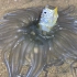 大海退潮后，大庆赶海发现海葵正在吃小黄鱼，还有活蹦乱跳的带鱼