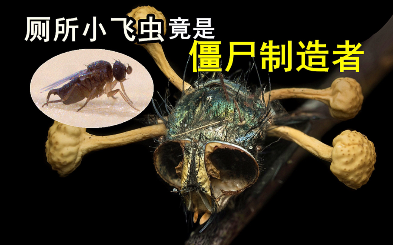 被人忽略了的常见昆虫:蚤蝇                                      2