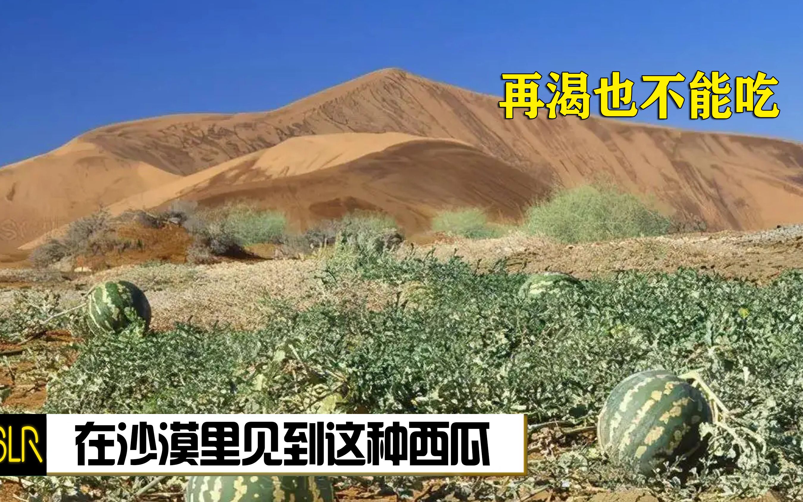 在沙漠里见到这种西瓜，再渴也不能吃