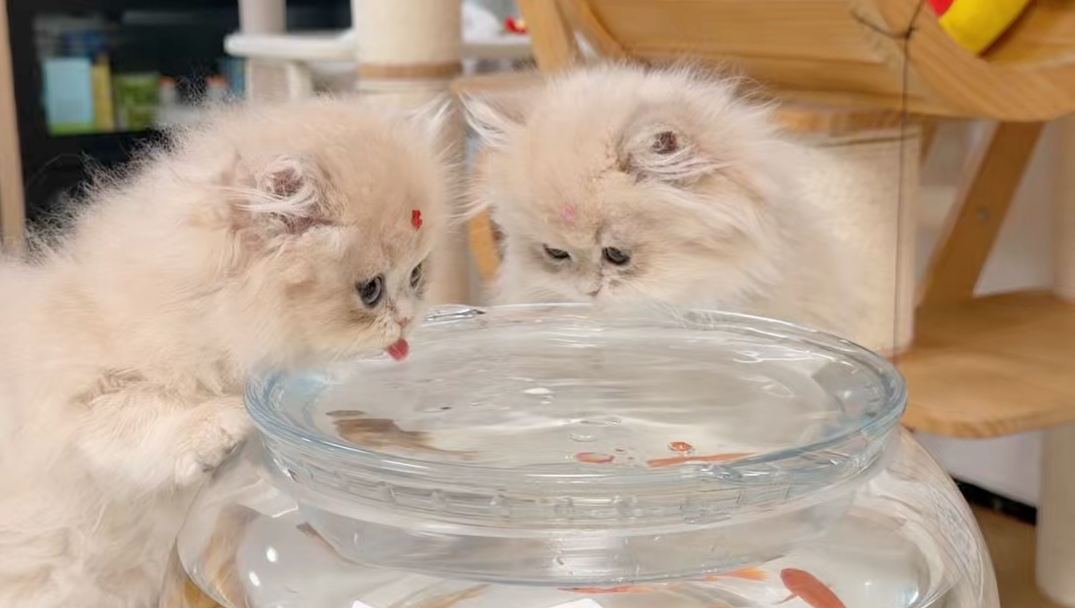如何骗小奶猫多喝水？这个方法也太管用了！
