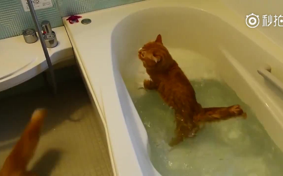 掉入水中的落汤猫,如何自救