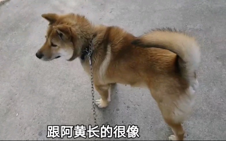 活动作品中华田园犬阿黄的三儿子外出遇见三傻瞬间被传染