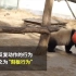 【大熊猫】关于刻板行为的科谱，那是动物的心理疾病，不是笑料