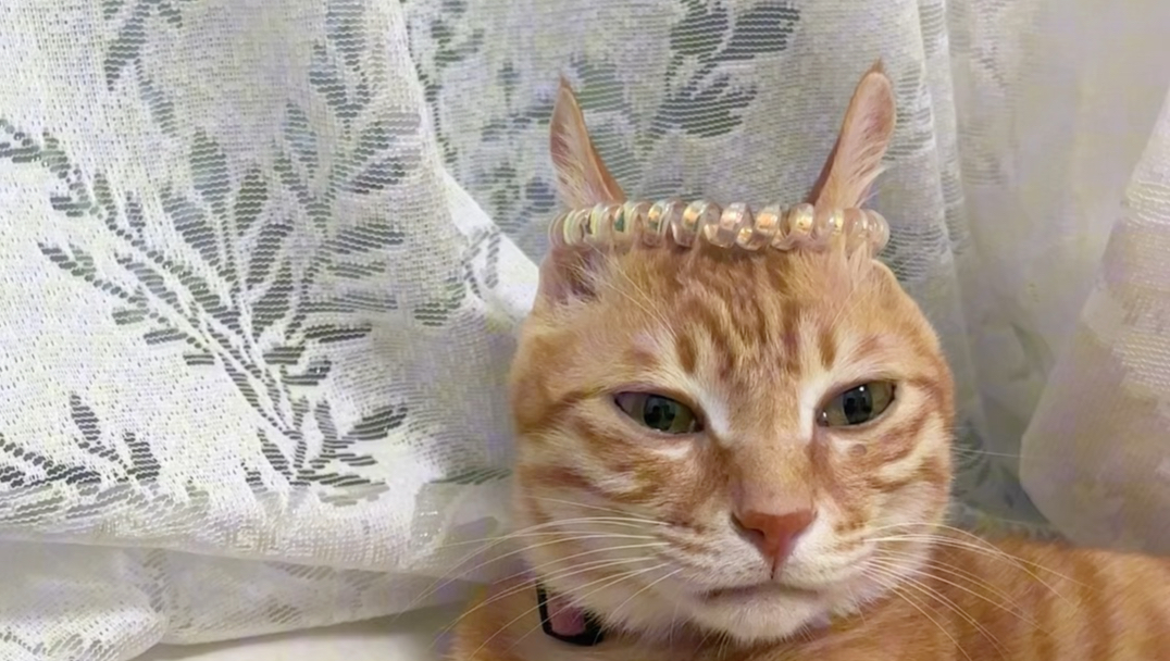 只需一根发圈，猫手在上原则就可以被打破