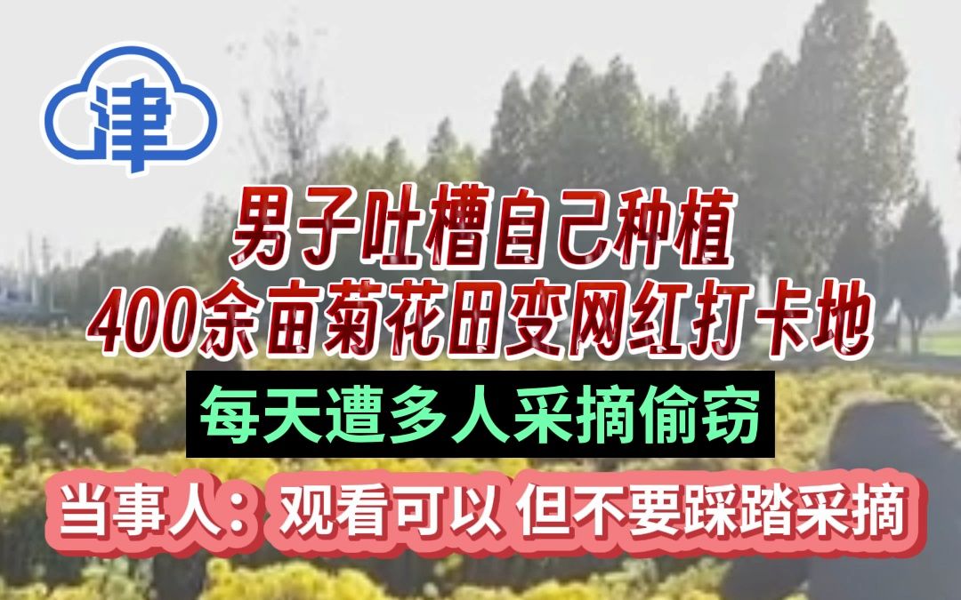 男子吐槽自己种植400余亩菊花田变网红打卡地,每天遭多人采摘偷窃哔哩哔哩bilibili