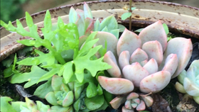 多肉叶插苗怎么可以快速长大 3c5e9b4c595646a26553c302c550f65cb38c120d.jpg@280w_158h_1c_100q.jpg