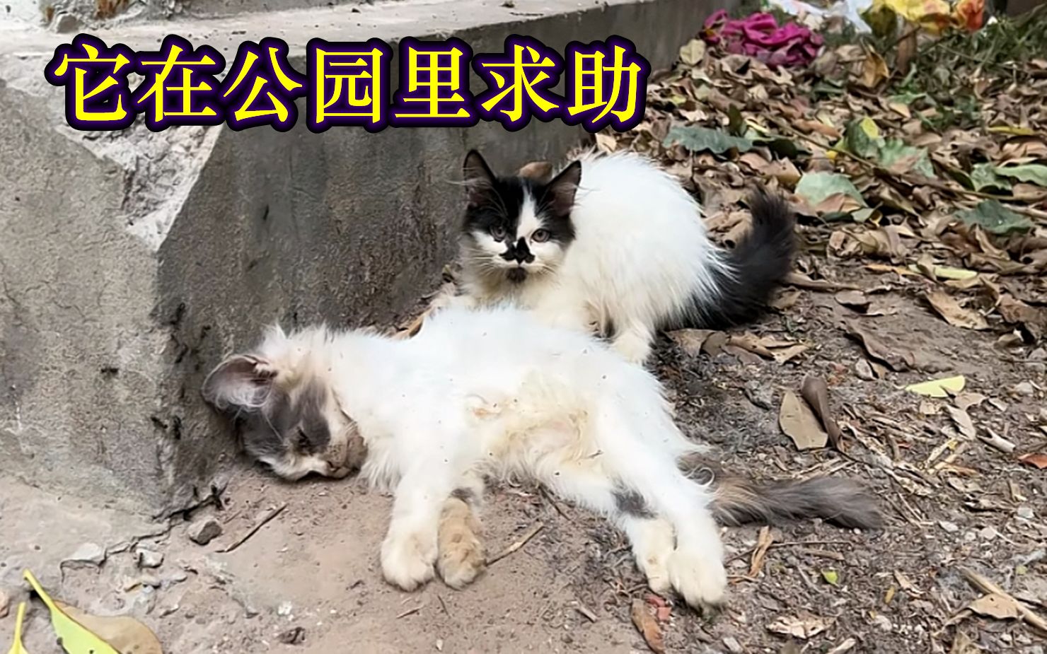 在公园遇到一只流浪猫,到处找人求救,真相让人落泪哔哩哔哩bilibili