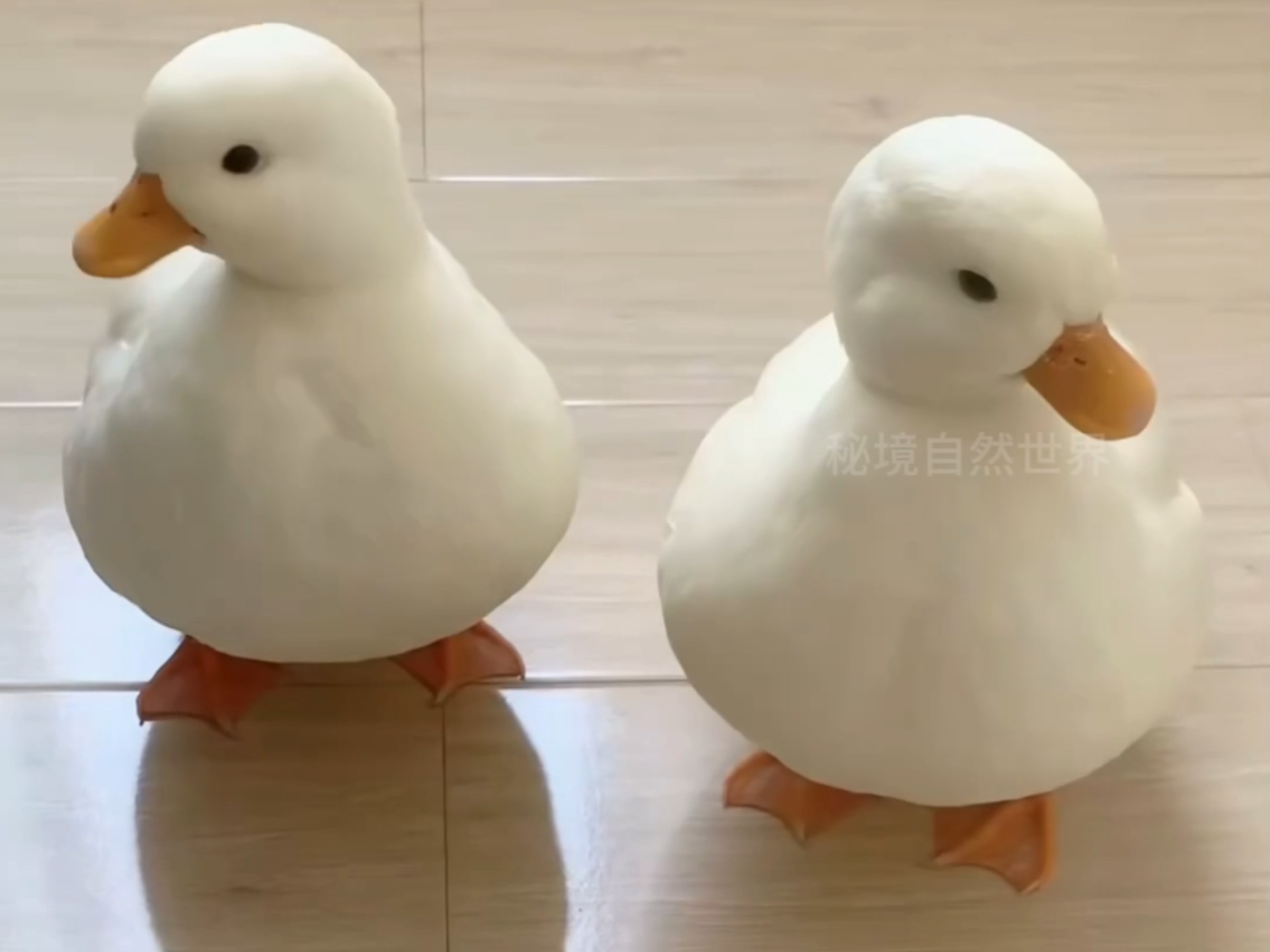 柯尔鸭是一种可以当宠物的鸭子