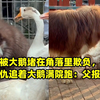 小狗被大鹅堵在角落里欺负，狗爸爸报仇追着大鹅满院跑：父报子仇