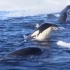 南极洲虎鲸群“惨烈围观”生物学家，这些人类作啥妖呢？
