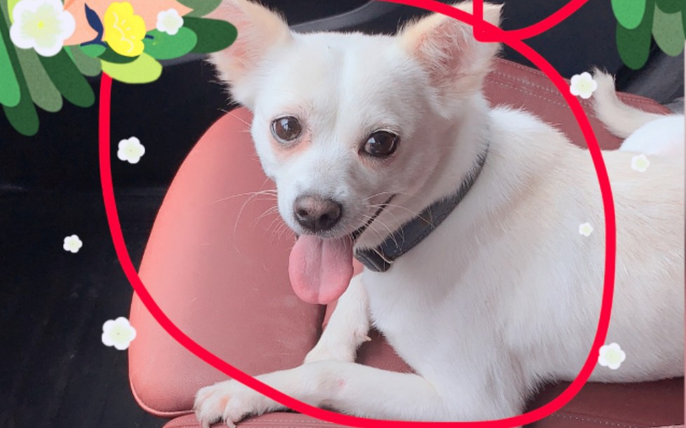 【李锦直播-20190729-日常局-dj没有碟了,只好出来直播.