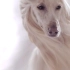 慢速摄影 …… 阿富汗猎犬的丝滑秀发