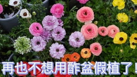 3ceed6370922c229367b1859d4144cad6c67a25c.jpg@280w_158h_1c_100q.jpg