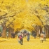 BMPCC6K 东京大学 银杏  GOLDEN GINGKO TREE IN TOKYO UNIVERSITY
