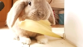 3cf1dca23f82e46b0b4ddecf08eac09c0f1561c0.jpg@280w_158h_1c_100q.jpg