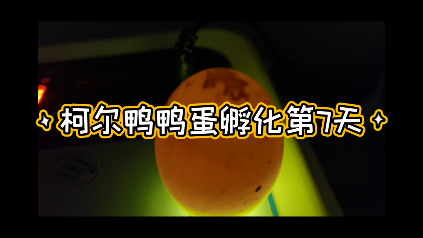 柯尔鸭鸭蛋孵化第七天