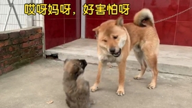 3cf60945dc003c806e388cb4a03c8516b1f54de5.jpg@280w_158h_1c_100q.jpg
