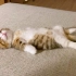 喵星人的奇特睡姿，猫咪睡觉双手双脚摆直，太可爱了