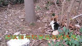 3d045959cd43e40efb7e3ca27043788ae27931f4.jpg@280w_158h_1c_100q.jpg