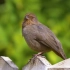 a782 2K画质超唯美小鸟鸟类特写实拍大自然保护环境生态家园动态视频素材