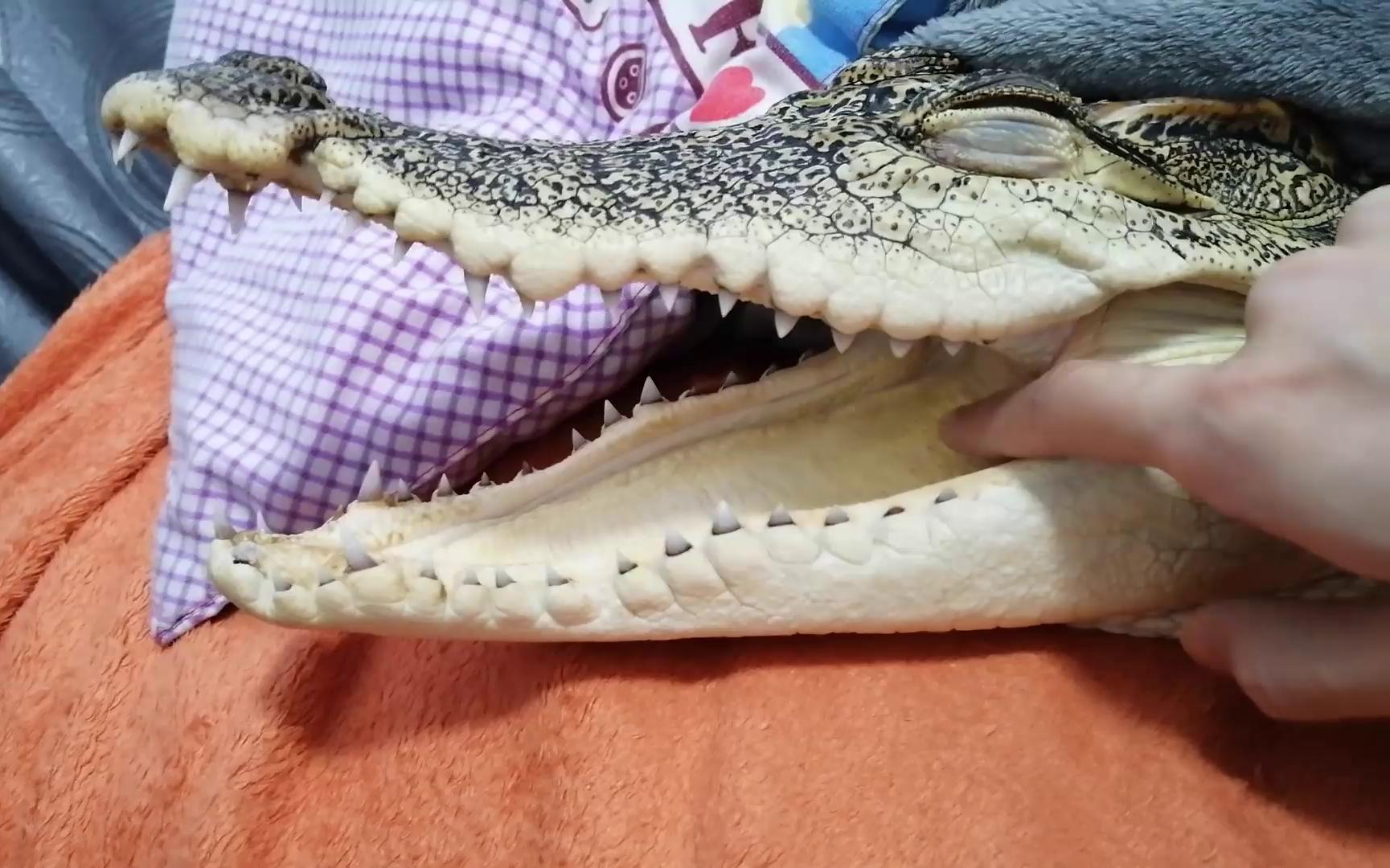 摸鳄鱼舌头被咬了。。。
