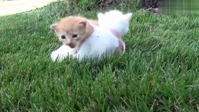 小猫咪叫声视频大全 3d2b8b71b2c1b0a1b5898785d9615999c1599d29.jpg@280w_158h_1c_100q.jpg