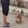 猫咪叼起玩具下一秒主人被缠头，淡定掏手机让女友看“谋杀”现场