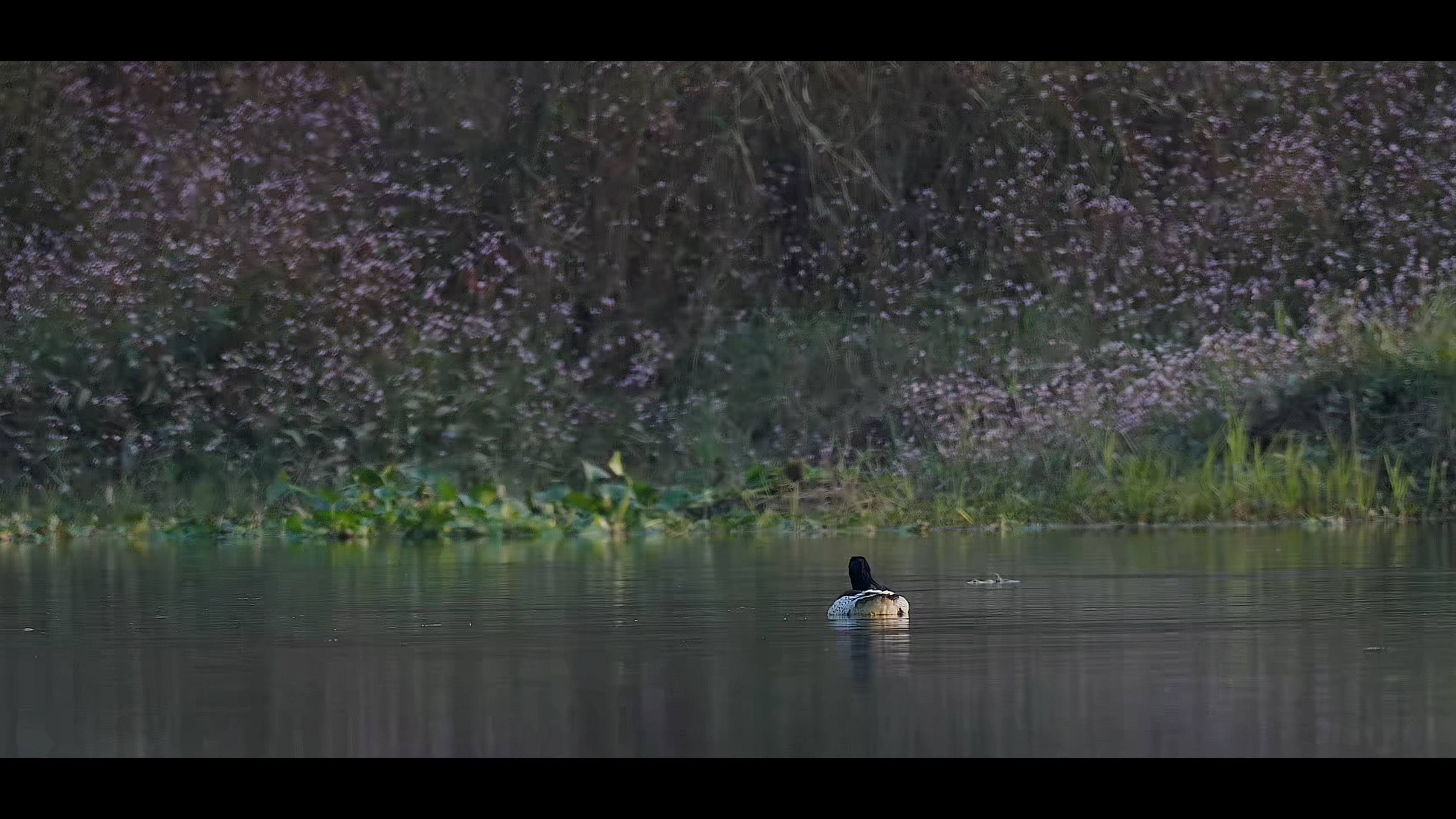 中华秋沙鸭来了