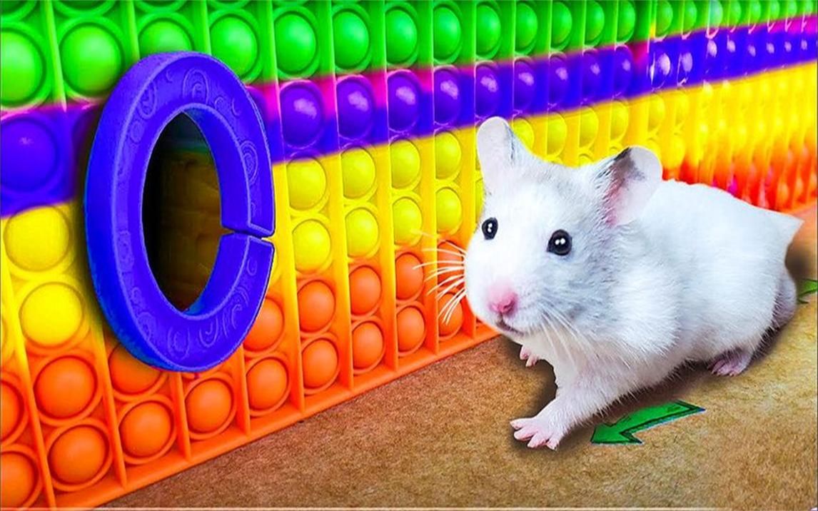 小仓鼠挑战:彩虹泡泡板陷阱迷宫挑战,小仓鼠一脸懵的,它能发现出口
